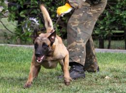 Gu�a adiestrando a su perro.